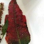 Rumex roseus Hoja
