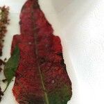 Rumex roseus برگ