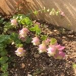 Origanum rotundifolium Flower