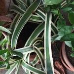 Agave americana Folha