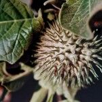 Datura inoxia Fruit