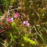Pedicularis sylvatica Habit