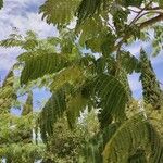 Albizia julibrissinLeaf