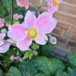 Anemone x hybrida Květ