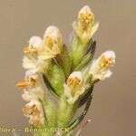 Odontites jaubertianus Flower