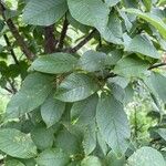 Prunus padus Лист