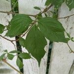 Parthenocissus quinquefolia Φύλλο
