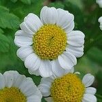 Tanacetum parthenium Blüte