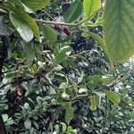 Prunus laurocerasus Fruit