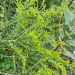 Solidago rugosaKvet