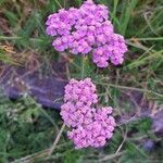 Achillea distansVirág