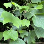 Liriodendron chinense葉