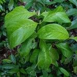 Rudgea stipulacea Leaf