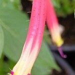Cuphea cyanea Virág