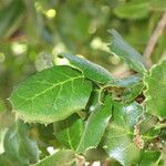 Quercus agrifolia Otro