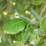 Quercus agrifolia Other