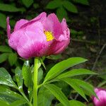 Paeonia × suffruticosa Cvet