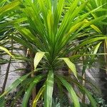 Dracaena arborea Hoja