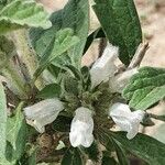 Leucas tomentosa Flower