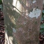 Parinari excelsa Casca