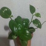 Peperomia serpens Folla