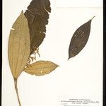 Miconia lourteigiana Φύλλο