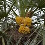 Trithrinax campestris Flower
