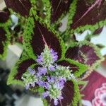 Plectranthus scutellarioidesFlower