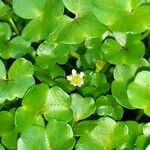 Ranunculus hederaceus Çiçek