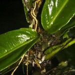 Quararibea pumila Diğer