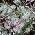 Thymus dolomiticus Leaf