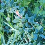 Berberis microphylla Meyve