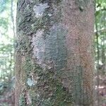Eschweilera pedicellata 樹皮
