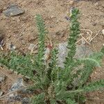 Oxytropis microphylla पत्ता