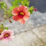 Calibrachoa parviflora Flor