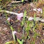 Pogonia ophioglossoides List