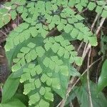 Adiantum tenerum 形態