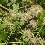 Clematis grata Flor