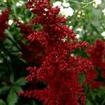 Astilbe japonica Цветок