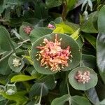 Lonicera dioica Flower
