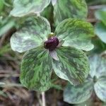 Trillium sessile Alkat (teljes növény)