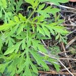 Bidens subalternans Leaf