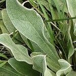 Lychnis flos-jovis Leaf