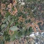 Ruprechtia brachysepala Çiçek