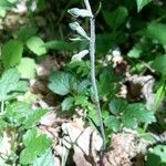 Epipactis microphylla Çiçek