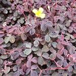 Oxalis spiralis Frunză