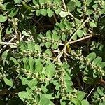 Euphorbia prostrata Blad