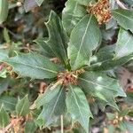 Osmanthus heterophyllus برگ