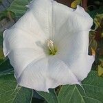 Datura wrightii Blomma