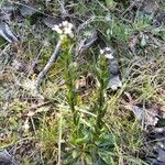 Arabis planisiliqua 整株植物